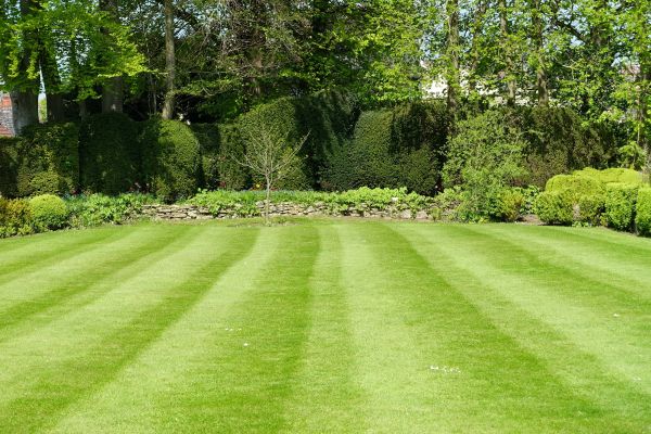 Cost of Grass Care Service in Meridian